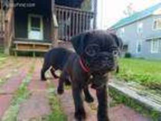 Pug Puppy for sale in Freeburg, PA, USA