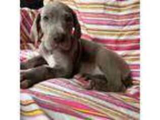 Great Dane Puppy for sale in York, PA, USA