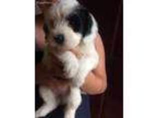 Medium Photo #1 Tibetan Terrier Puppy For Sale in La Crosse, WI, USA