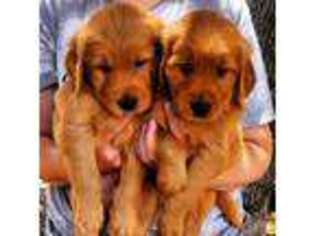 Golden Retriever Puppy for sale in Copperopolis, CA, USA