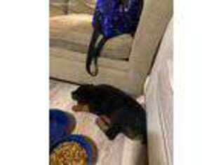 Rottweiler Puppy for sale in Decatur, GA, USA