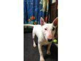 Bull Terrier Puppy for sale in Morganton, GA, USA