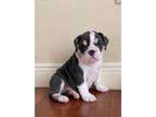 Bulldog Puppy for sale in Council Bluffs, IA, USA