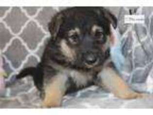 German Shepherd Dog Puppy for sale in Fayetteville, AR, USA