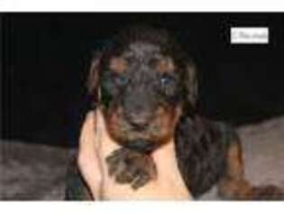 Mutt Puppy for sale in Cleveland, OH, USA