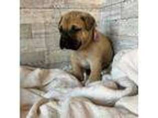 Bullmastiff Puppy for sale in Silverton, OR, USA