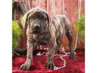 Mastiff Puppy for sale in Wakarusa, IN, USA