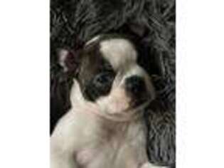 Boston Terrier Puppy for sale in Redmond, WA, USA