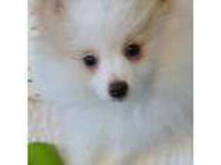 Pomeranian Puppy for sale in Berkeley Springs, WV, USA