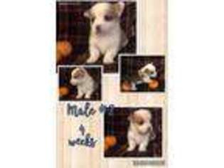 Pembroke Welsh Corgi Puppy for sale in Collinsville, OK, USA