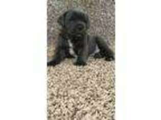 Cane Corso Puppy for sale in Houston, OH, USA