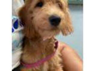 Goldendoodle Puppy for sale in Richmond, TX, USA