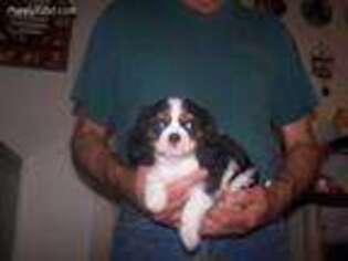 Cavalier King Charles Spaniel Puppy for sale in Washington Court House, OH, USA