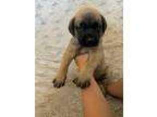 Mastiff Puppy for sale in Carr, CO, USA