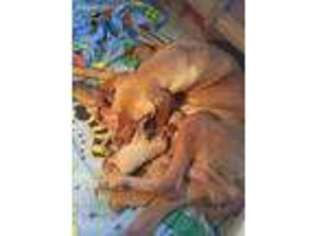 Vizsla Puppy for sale in El Sobrante, CA, USA