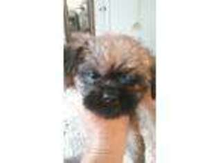 Brussels Griffon Puppy for sale in Spring Hill, FL, USA