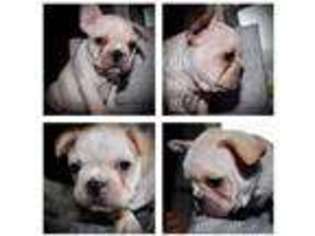 French Bulldog Puppy for sale in BELLE CHASSE, LA, USA