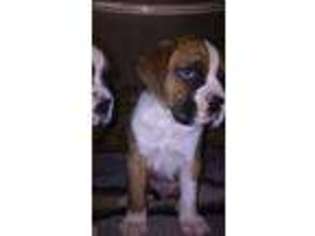 Boxer Puppy for sale in Mayer, AZ, USA