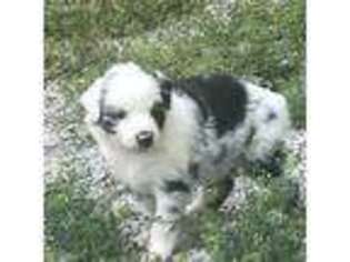 Australian Shepherd Puppy for sale in Greensburg, IN, USA