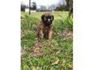Soft Coated Wheaten Terrier Puppy for sale in Pittsburg, TX, USA