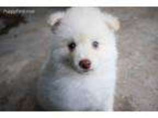 Mutt Puppy for sale in Glendale, UT, USA