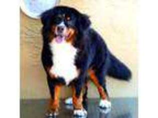 Bernese Mountain Dog Puppy for sale in Fort Lauderdale, FL, USA