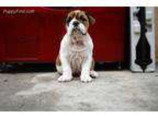 Bulldog Puppy for sale in Anaheim, CA, USA