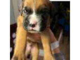 Boxer Puppy for sale in Jackson, NJ, USA