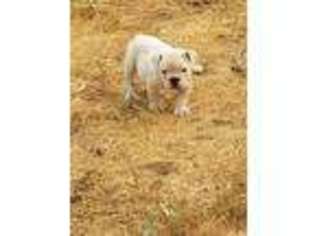 Olde English Bulldogge Puppy for sale in Newport, WA, USA