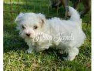 Maltese Puppy for sale in Lillington, NC, USA
