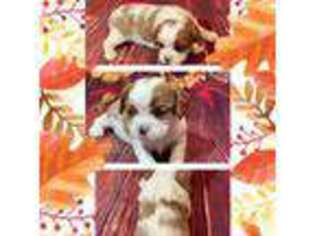 Cavalier King Charles Spaniel Puppy for sale in Arma, KS, USA