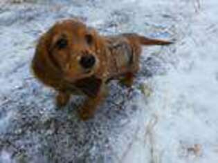 Dachshund Puppy for sale in Gary, IN, USA