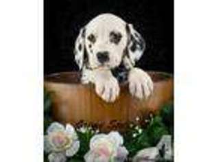 Dalmatian Puppy for sale in CANTON, OH, USA
