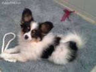 Papillon Puppy for sale in Ada, OK, USA