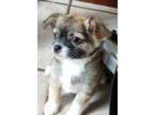 Chihuahua Puppy for sale in Ridgefield, WA, USA