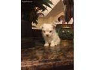Maltese Puppy for sale in Penitas, TX, USA