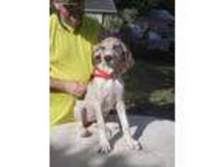 Great Dane Puppy for sale in Manvel, TX, USA