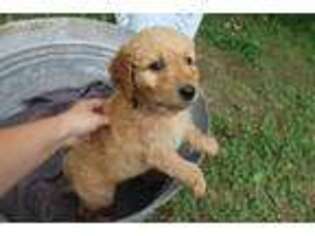 Goldendoodle Puppy for sale in Zalma, MO, USA
