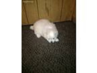American Eskimo Dog Puppy for sale in Hamilton, OH, USA