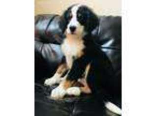 Bernese Mountain Dog Puppy for sale in Pisgah Forest, NC, USA