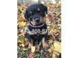 Rottweiler Puppy for sale in Reisterstown, MD, USA