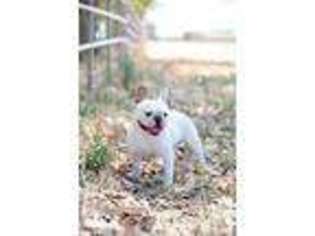 French Bulldog Puppy for sale in LIVERMORE, CA, USA