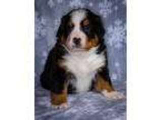 Bernese Mountain Dog Puppy for sale in Wanamingo, MN, USA