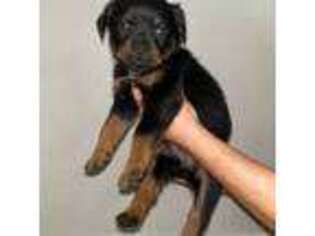 Rottweiler Puppy for sale in Goodyear, AZ, USA