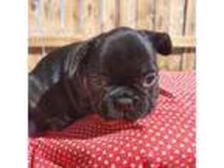 French Bulldog Puppy for sale in Alamosa, CO, USA