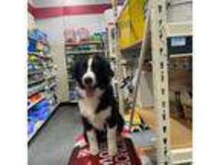Border Collie Puppy for sale in Green Valley, AZ, USA