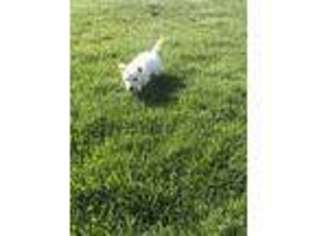 West Highland White Terrier Puppy for sale in Bedford, IN, USA
