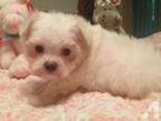 Maltese Puppy for sale in LEBANON, TN, USA