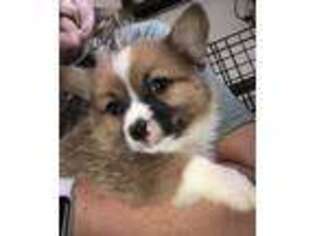 Pembroke Welsh Corgi Puppy for sale in Purdy, MO, USA