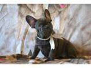 French Bulldog Puppy for sale in Mulberry, FL, USA